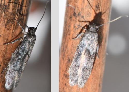 Blastobasis sp.